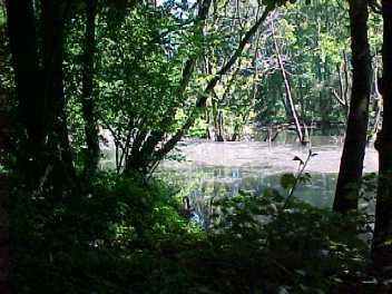Teich im Wald bei Niederzier-Selhausen