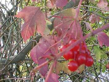Rote Beeren