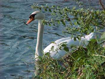 Schwan