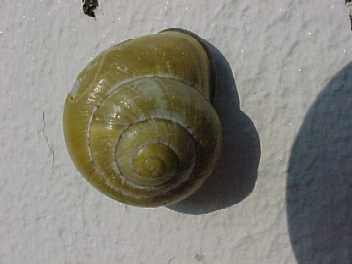 Schnecke