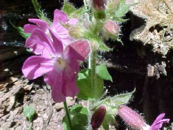 Blume vor hohlem Baumstamm