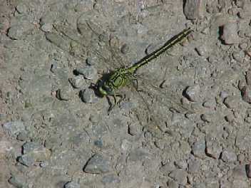 Libelle