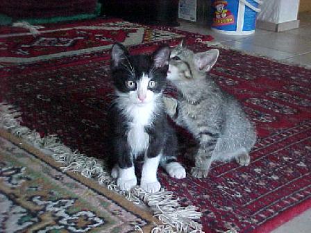 Sissy und Yogi im Alter von 9 Wochen
